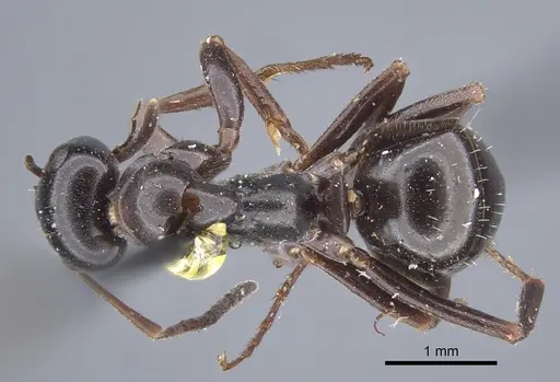 Formica picea - CASENT0917249