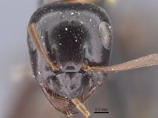 Formica picea - CASENT0917249