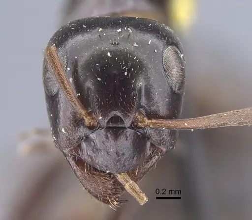 Formica picea - CASENT0917249