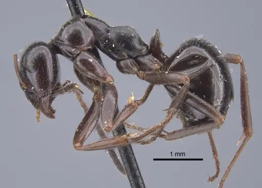 Formica picea - CASENT0917249