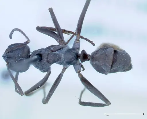 Formica picea - FOCOL0131