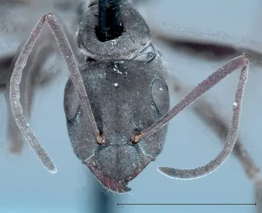 Formica picea - FOCOL0131