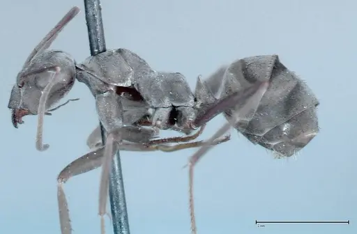 Formica picea - FOCOL0131