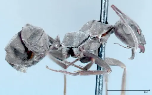 Formica picea - FOCOL0131