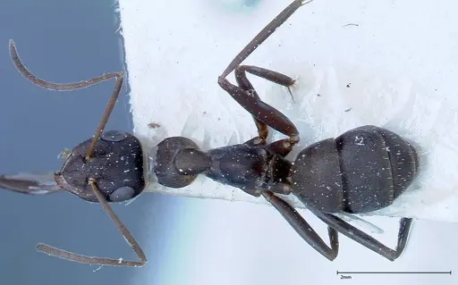 Formica picea - FOCOL0132