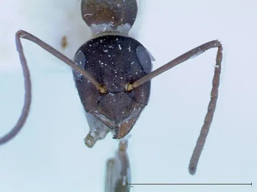 Formica picea - FOCOL0132