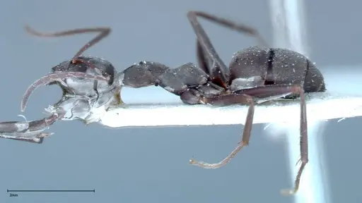 Formica picea - FOCOL0132