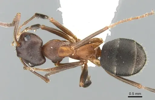 Formica pisarskii specimen