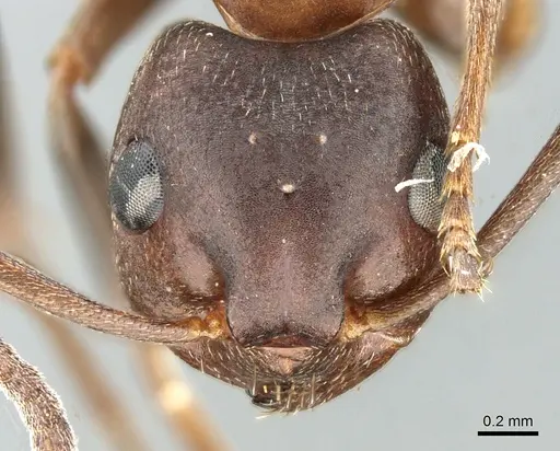 Formica pisarskii specimen