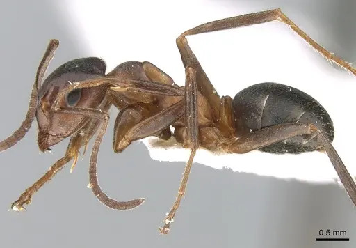 Formica pisarskii specimen