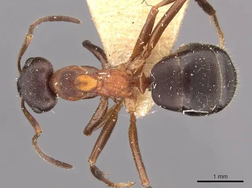 Formica pisarskii - CASENT0907593
