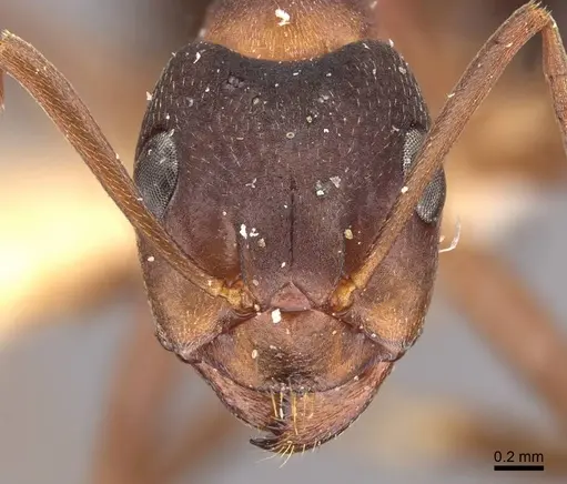 Formica pisarskii - CASENT0907593