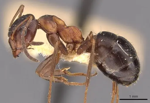 Formica pisarskii - CASENT0907593