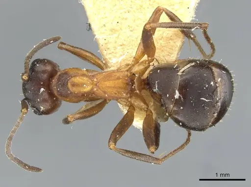 Formica pisarskii - CASENT0911159