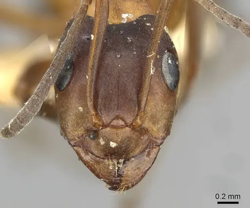 Formica pisarskii - CASENT0911159