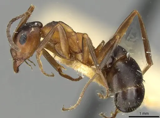 Formica pisarskii - CASENT0911159