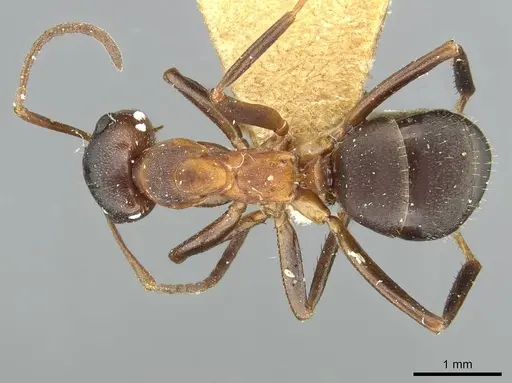 Formica pisarskii - CASENT0913660