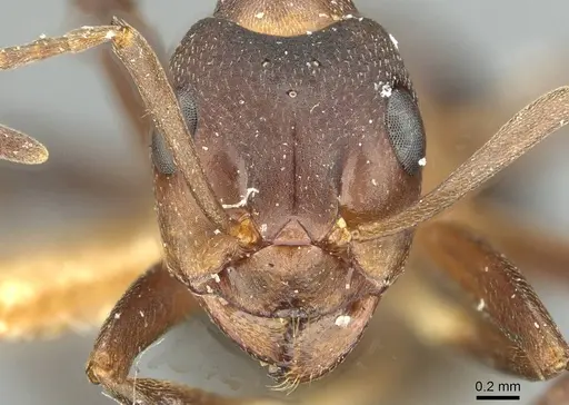 Formica pisarskii - CASENT0913660