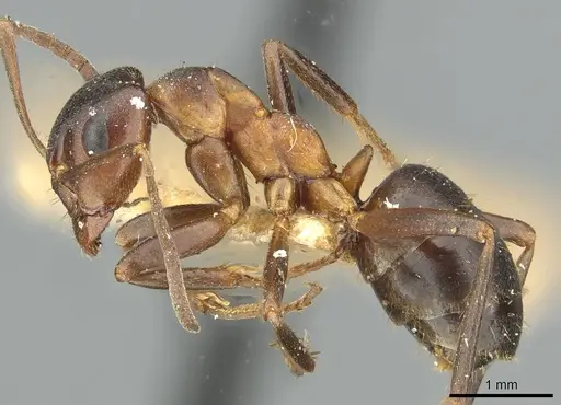 Formica pisarskii - CASENT0913660