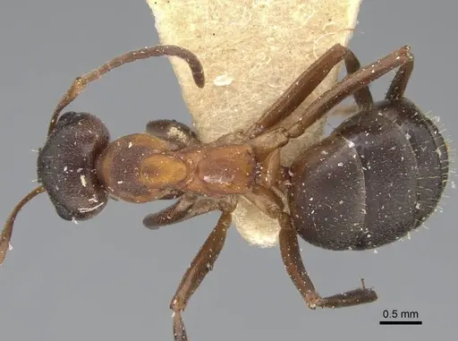 Formica pisarskii - CASENT0922318