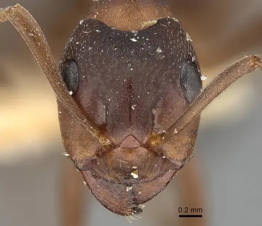 Formica pisarskii - CASENT0922318