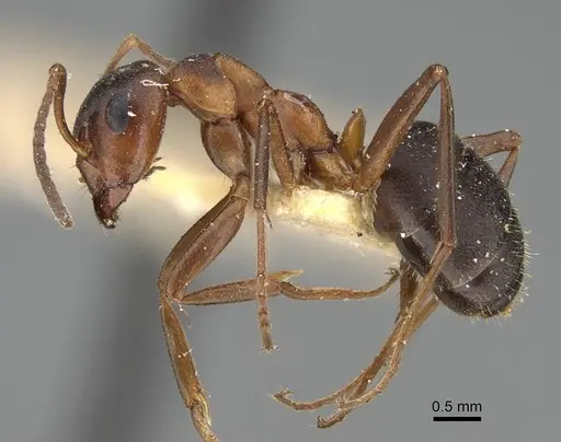 Formica pisarskii - CASENT0922318