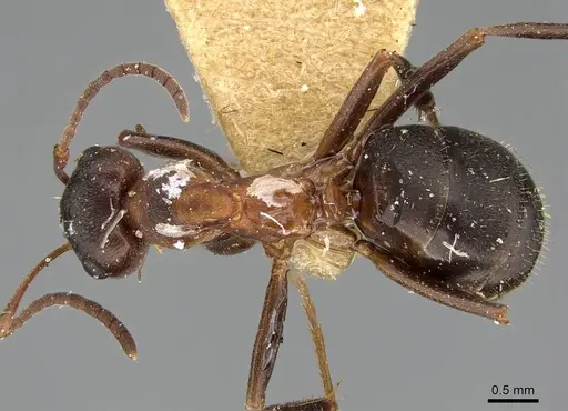 Formica pisarskii - CASENT0922319