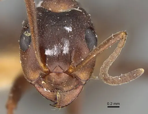 Formica pisarskii - CASENT0922319
