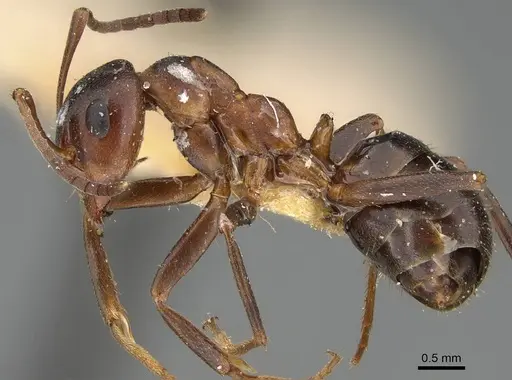 Formica pisarskii - CASENT0922319