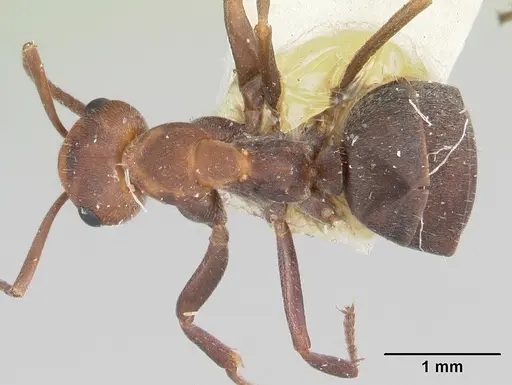 Formica planipilis specimen