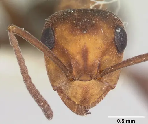 Formica planipilis specimen