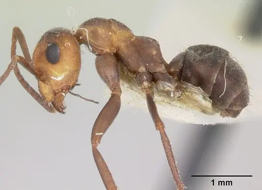 Formica planipilis specimen