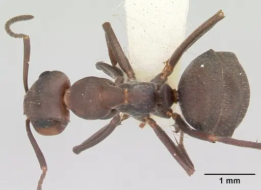 Formica planipilis - CASENT0103374