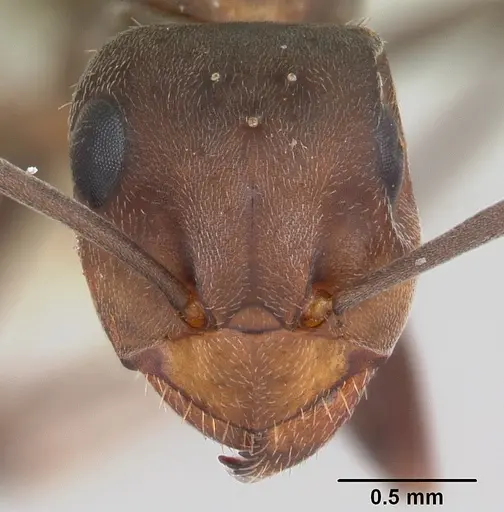 Formica planipilis - CASENT0103374