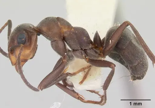 Formica planipilis - CASENT0103374