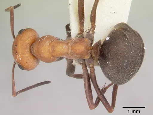 Formica planipilis - CASENT0103375