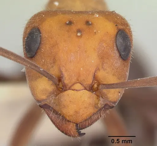 Formica planipilis - CASENT0103375