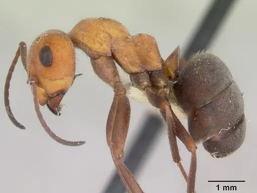 Formica planipilis - CASENT0103375