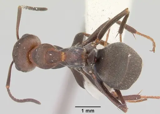 Formica planipilis - CASENT0105753