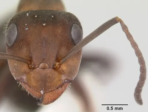 Formica planipilis - CASENT0105753