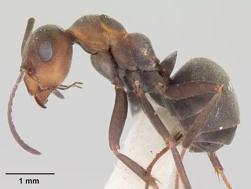 Formica planipilis - CASENT0105753