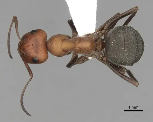 Formica planipilis - CASENT0280402