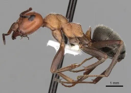 Formica planipilis - CASENT0280402