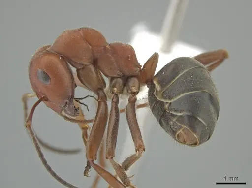 Formica planipilis - CASENT0649741