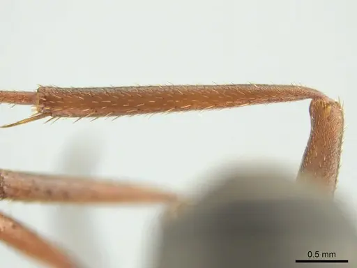 Formica planipilis - CASENT0649741