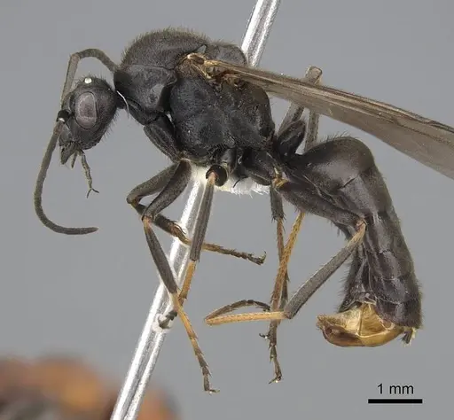 Formica planipilis - CASENT0843931