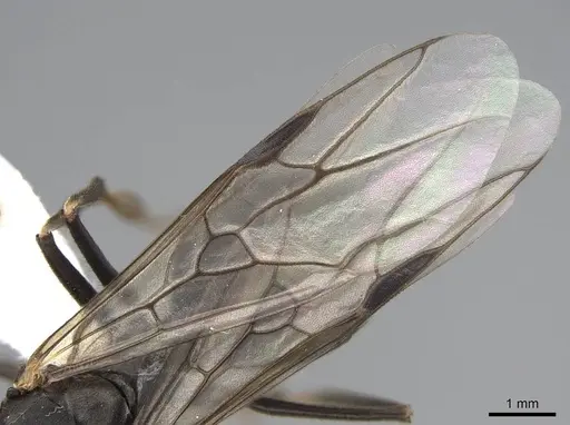 Formica planipilis - CASENT0843931