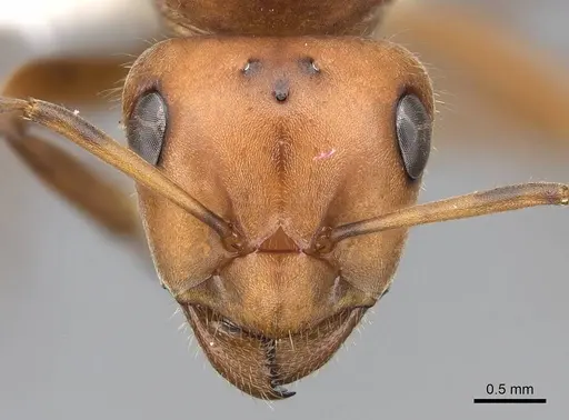 Formica planipilis - CASENT0843932