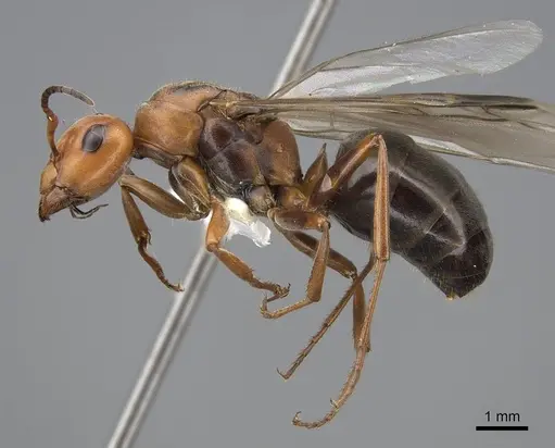 Formica planipilis - CASENT0843932