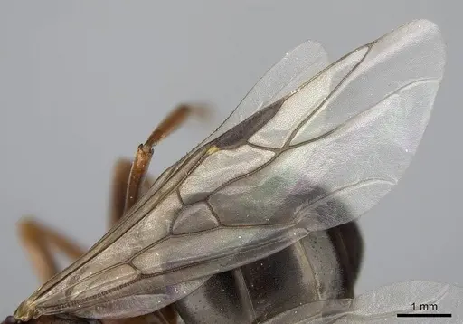 Formica planipilis - CASENT0843932